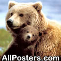Grizzly with Cub