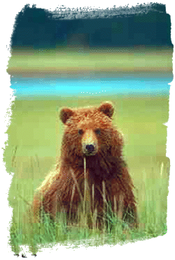 Grizzly bear sitting in a meadow ©