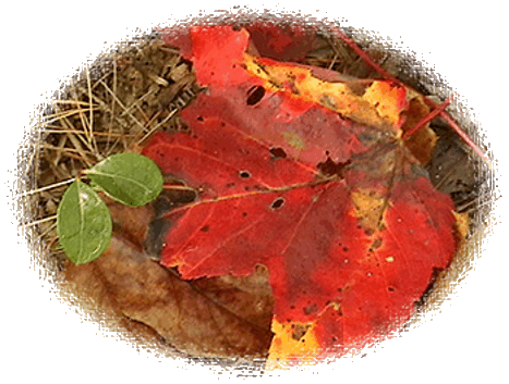 Fall New England Leaves by John W. Uhler &copy; Page Makers, LLC
