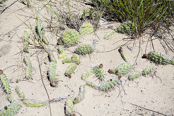 Prickly Pear Cactus at Saint Anthony Sand Dunes ~ © Copyright All Rights Reserved John William Uhler