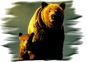 Grizzly Bear Sow and Cub ~ NPS Photo Grizzly Bear Sow and Cub ~ NPS Photo