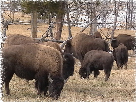 Bison along the Firehole by John William Uhler ©